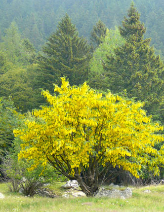benessere-albero