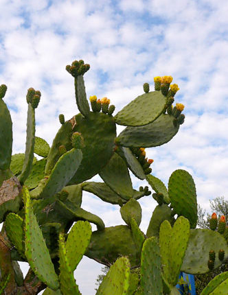 cactus-terapiadicoppia