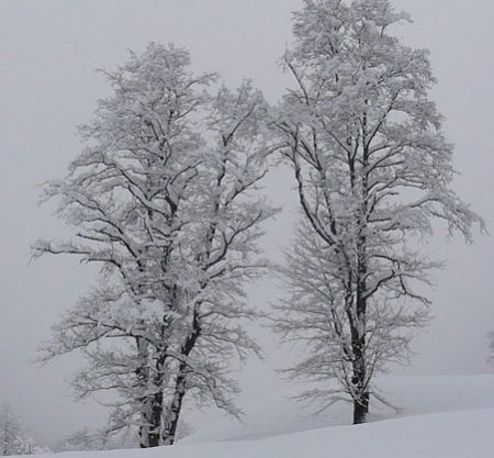 inverno-2-alberi-500