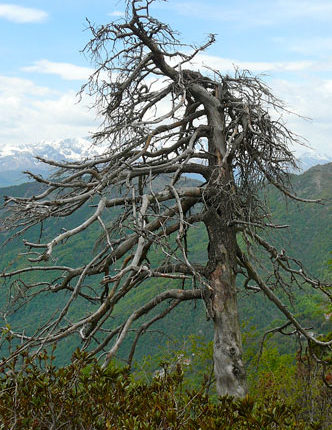 isolamento-albero